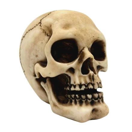 Czaszka Figurka Model Dekoracja Halloween Gadżet Prezent - MC-30683 (NMT-306839)