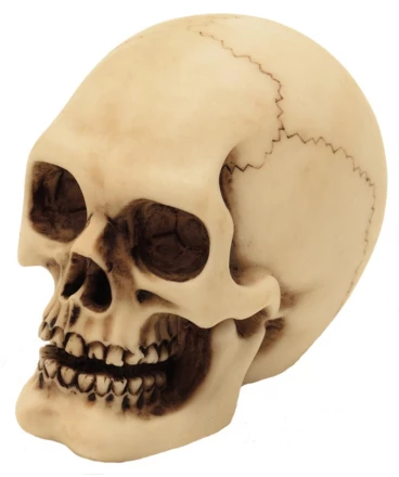 Czaszka Figurka Model Dekoracja Halloween Gadżet Prezent - MC-30683 (NMT-306839)